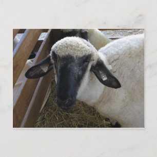 Schapen Briefkaart