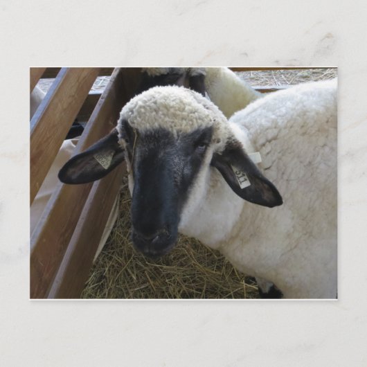 Schapen Briefkaart (Voorkant)
