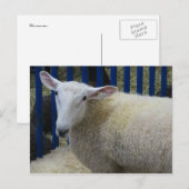 Schapen Briefkaart (Voorkant / Achterkant)