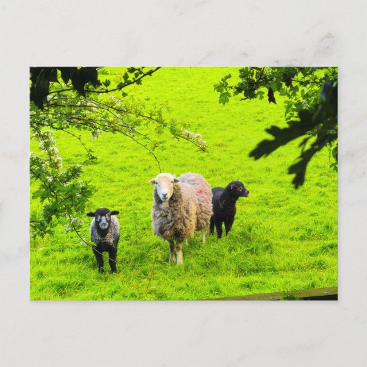 Schapen briefkaart (Voorkant)
