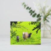 Schapen briefkaart (Staand voorkant)