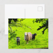 Schapen briefkaart (Voorkant / Achterkant)