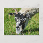 Schapen Briefkaart (Voorkant)