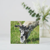 Schapen Briefkaart (Staand voorkant)