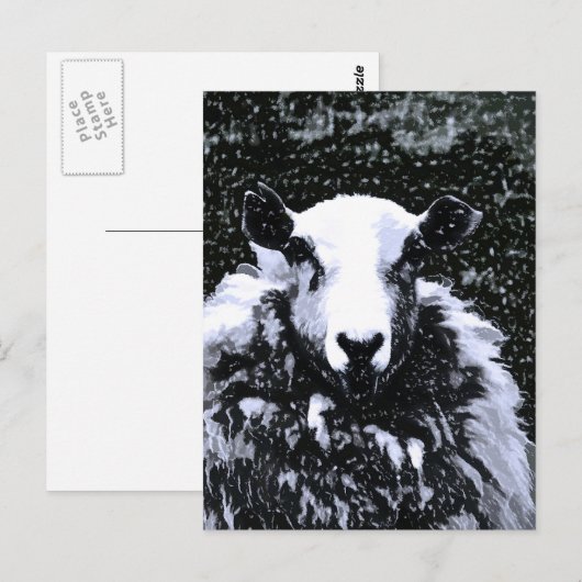 SCHAPEN BRIEFKAART (Voorkant / Achterkant)