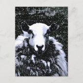 SCHAPEN BRIEFKAART (Voorkant)