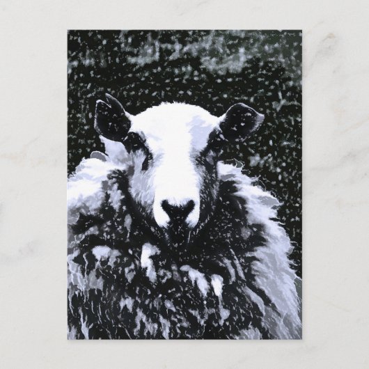 SCHAPEN BRIEFKAART (Voorkant)