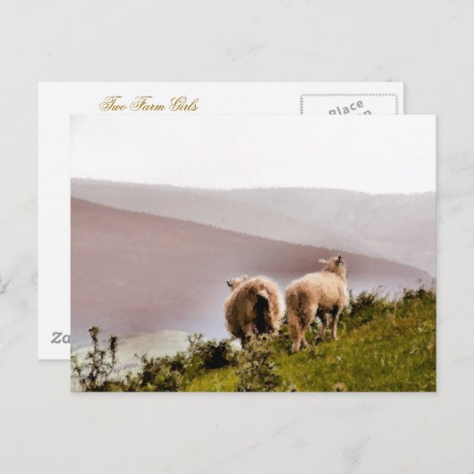 SCHAPEN BRIEFKAART (Voorkant / Achterkant)