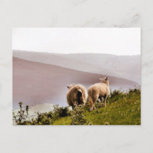SCHAPEN BRIEFKAART