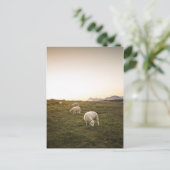 Schapen Briefkaart (Staand voorkant)