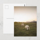 Schapen Briefkaart (Voorkant / Achterkant)