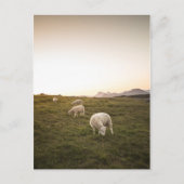 Schapen Briefkaart (Voorkant)