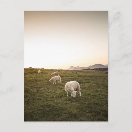 Schapen Briefkaart (Voorkant)