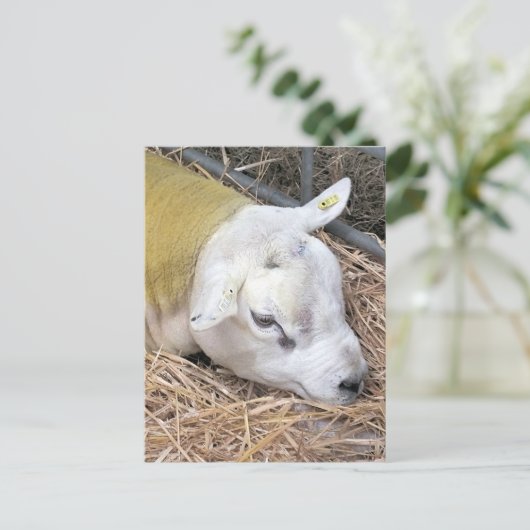 SCHAPEN BRIEFKAART (Staand voorkant)