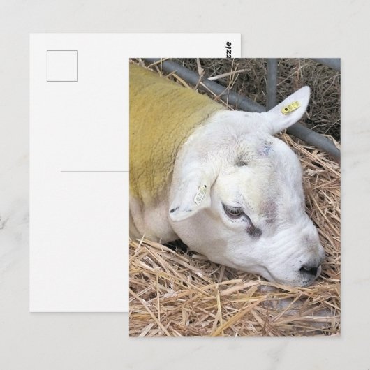 SCHAPEN BRIEFKAART (Voorkant / Achterkant)