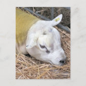 SCHAPEN BRIEFKAART (Voorkant)