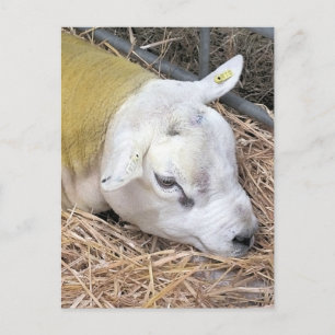 SCHAPEN BRIEFKAART