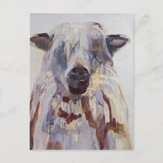 Schapen Briefkaart (Voorkant)