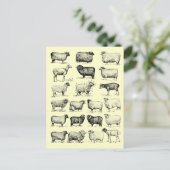  schapen briefkaart (Staand voorkant)