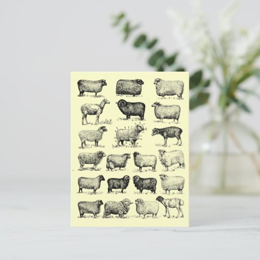  schapen briefkaart (Staand voorkant)