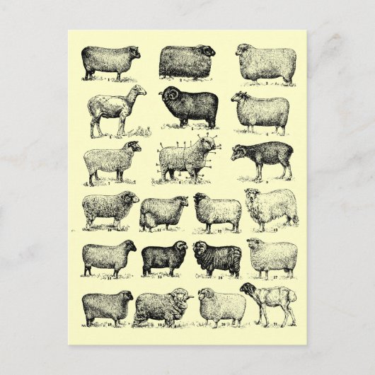  schapen briefkaart (Voorkant)