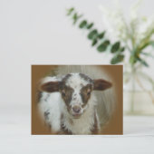Schapen - bruine gepotte lammeren briefkaart (Staand voorkant)