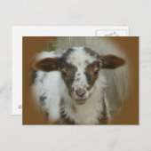 Schapen - bruine gepotte lammeren briefkaart (Voorkant / Achterkant)