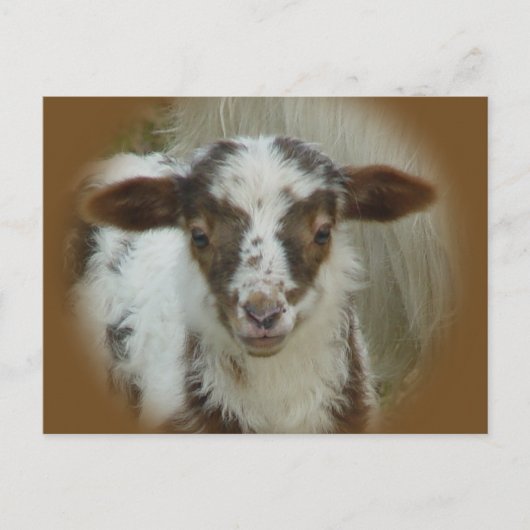 Schapen - bruine gepotte lammeren briefkaart (Voorkant)