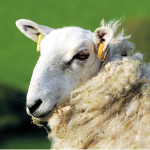 SCHAPEN BUTTON FLESOPENER