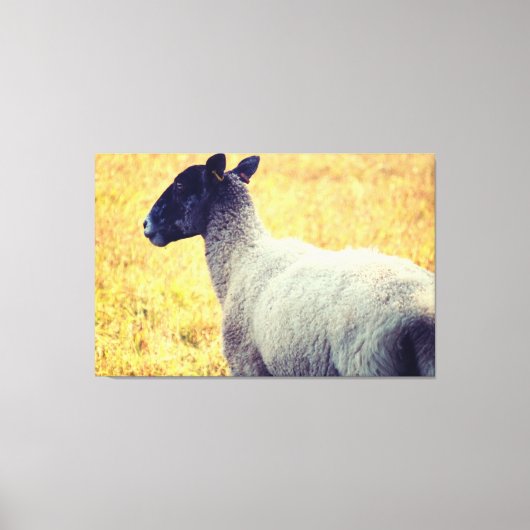 Schapen Canvas Afdruk (Voorkant)