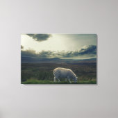 Schapen Canvas Afdruk (Voorkant)
