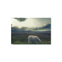 Schapen