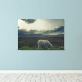 Schapen Canvas Afdruk (Insitu (Houten vloer))