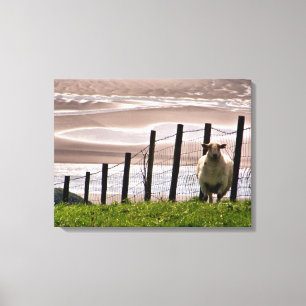 SCHAPEN CANVAS AFDRUK