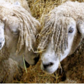 SCHAPEN CANVAS AFDRUK