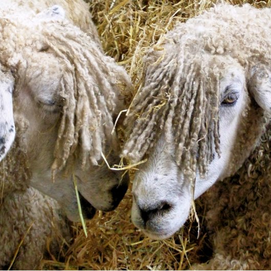 SCHAPEN CANVAS AFDRUK