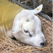 SCHAPEN CANVAS AFDRUK