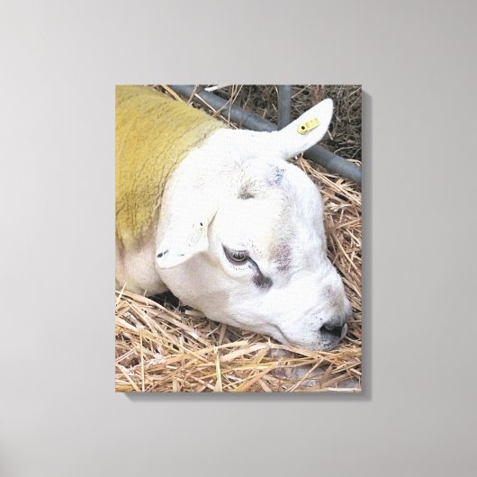 SCHAPEN CANVAS AFDRUK (Voorkant)