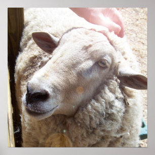 Schapen De Christelijke kunstfoto van de Schapenhe Poster