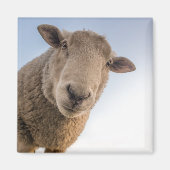 Schapen die naar beneden kijken magneet (Voorkant)