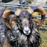 SCHAPEN DRIEVOUD PORTEMONNEE<br><div class="desc">Een fotografisch ontwerp van een prachtig ramschaap met prachtige hoorns.</div>