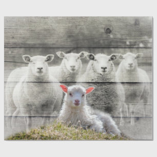 Schapen en Baby Lamb Cadeaupapier