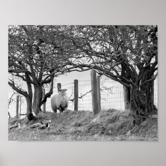 Schapen- en bomen zwarte en witte foto poster (Voorkant)