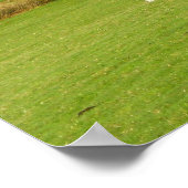 Schapen en de overstroomde rivier de Exe Poster (Hoek)