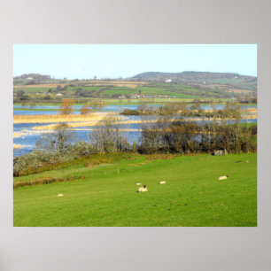Schapen en de overstroomde rivier de Exe Poster