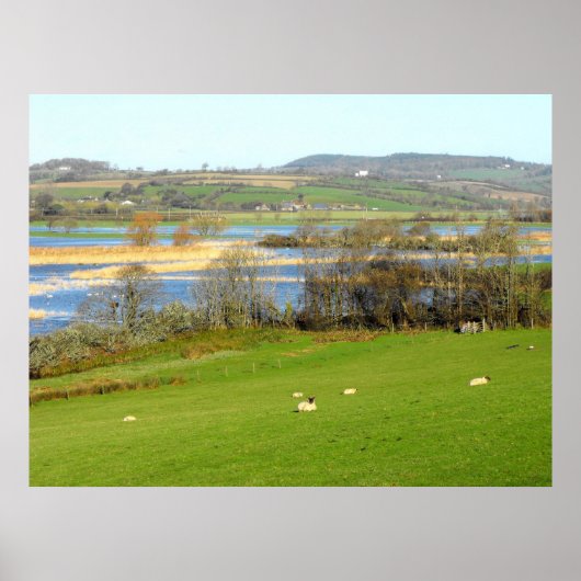 Schapen en de overstroomde rivier de Exe Poster (Voorkant)