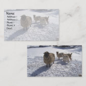 Schapen en geiten in april sneeuw visitekaartje (Voorkant / Achterkant)