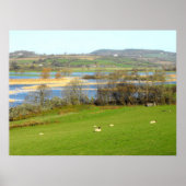 Schapen en het ondergelopen River Exe Poster (Voorkant)