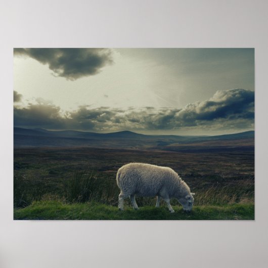 Schapen- en Ierse landschap Poster (Voorkant)