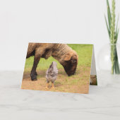 Schapen en kippen Geachte Vrienden van Birthday Kaart (Voorkant)